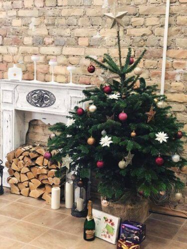 Пихта Нордмана в горшке Премиум экстра